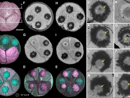 贵州瓮安发现6.1亿年前的胚胎化石 研究人员称记录了“蛋生鸡”的过程