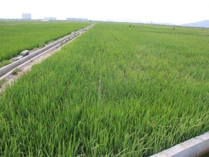中国海水稻区域试验种植平均亩产超400公斤