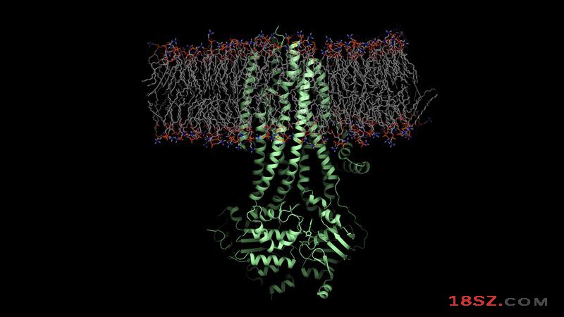 囊性纤维化病患的跨膜传导调节因子（CFTR）的蛋白（绿色）模型。图片来源：美国《科学》杂志官网