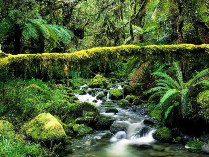 研究：亚马逊森林再生速度或比预期慢