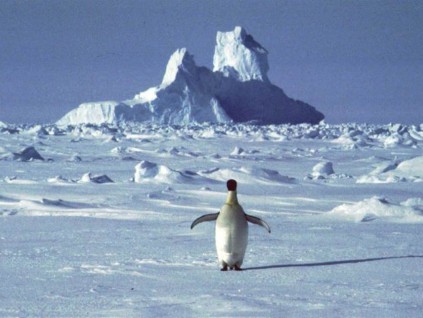 气候变化创历史纪录 南极大陆录到18.3度的高温