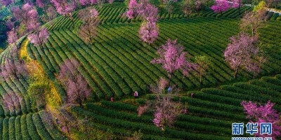 无量山茶园泛绿樱花似霞 千岛湖面上的茶园如梦似幻