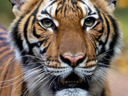 全球首例 纽约动物园老虎也确诊新冠肺炎