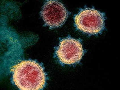 研究：口服小儿麻痹疫苗 也许可预防新冠病毒