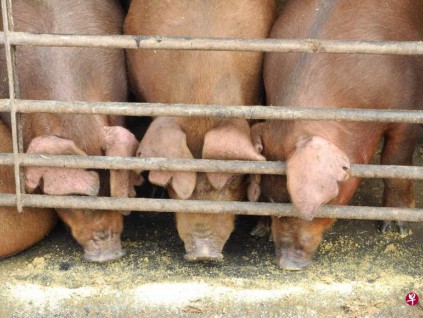 研究人员发现：中国新型猪流感具大流行病潜力