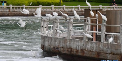 厦门筼筜湖生态-蝶变