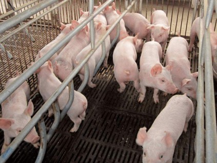 德国发现非洲猪瘟案例 担心中国或暂停进口猪肉