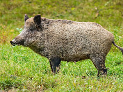 中国禁止从德国输入猪、野猪及其产品