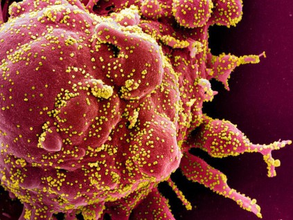 挪威发现新变种冠病病毒 传播能力更强
