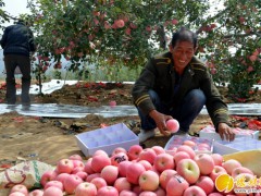 榆林115万亩山地苹果 总产值40亿元
