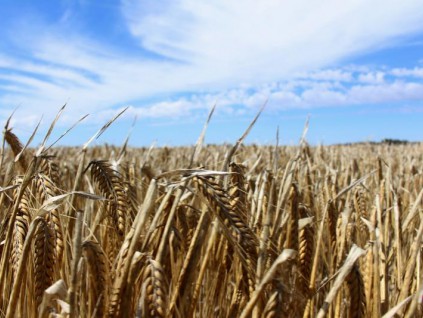 澳大利亚今天将正式向WTO申诉中国加征大麦关税
