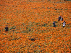 2020年榆林造林种草104.6万亩 141个村庄命名为“森林村庄”