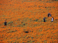 2020年榆林造林种草104.6万亩 141个村庄命名为“森林村庄”