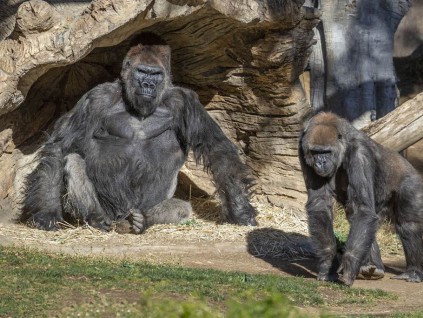 美国圣地牙哥动物园2大猩猩确诊新冠肺炎