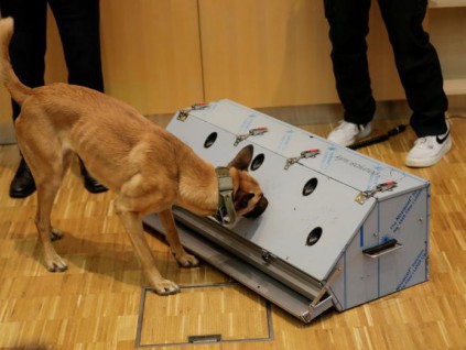德国训练嗅探犬检测新冠病毒 准确率达94％