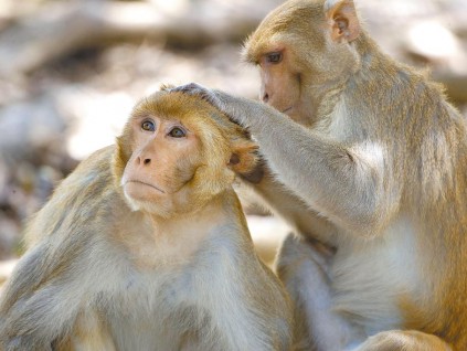 实验猴短缺 美控中闭关锁猴 疫情烧出战略猴储备危机