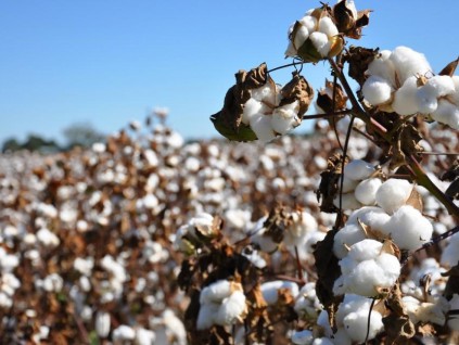 中国棉花业：提升自有品牌的国际影响力