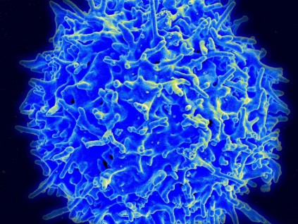 研究：免疫系统中T细胞能识别三大变种冠病毒株