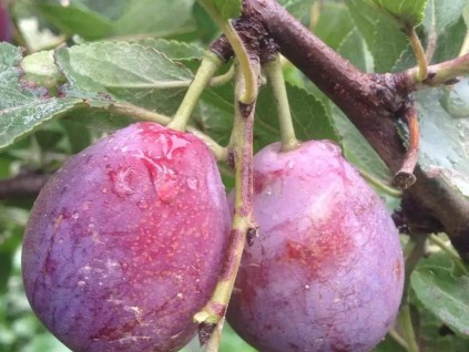 阻海外农夫非法繁殖高档水果 日本管制近2000种果树幼苗出口