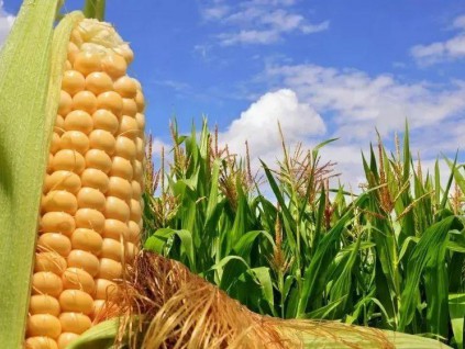 中国继续大量采购美国玉米 国际价格大涨