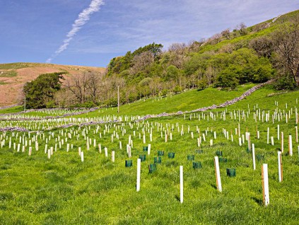 英国计划三年内将植树率增加两倍 以对抗气候变化