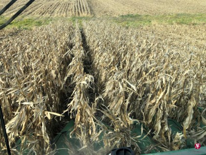 联合国粮农组织：每年全球40%农作物产量因虫害而损失