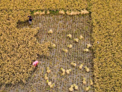 世界粮食价格指数5月份飙升至2011年以来最高水平