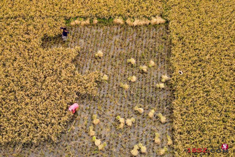 bangladesh-agriculture