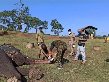 印度首宗动物染COVID-19死亡 28头象预防性采检