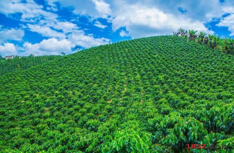 咖啡种植业
