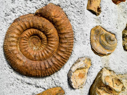 加拿大发现9亿年前海绵化石 可能为地球动物起源