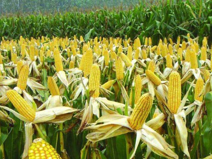 收获季节将至中国采购美国玉米热潮或将告一段落