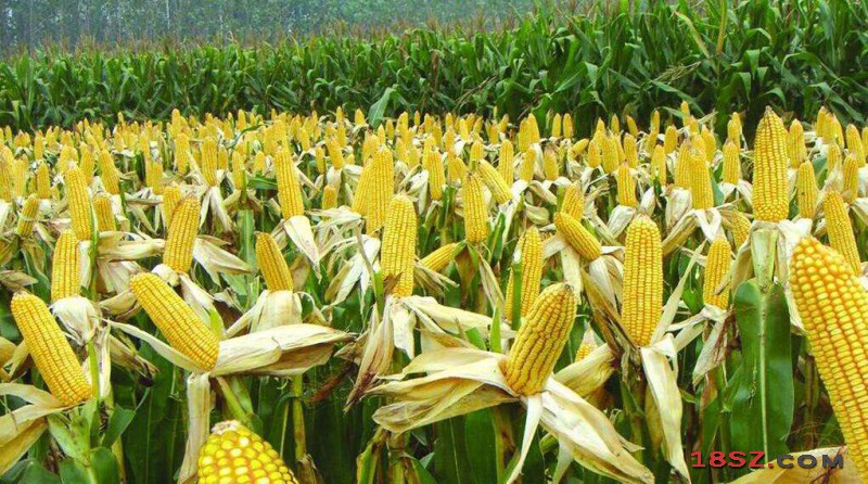 中国的玉米