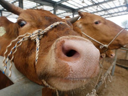 巴西出现非典型狂牛症 主动暂停牛肉出口