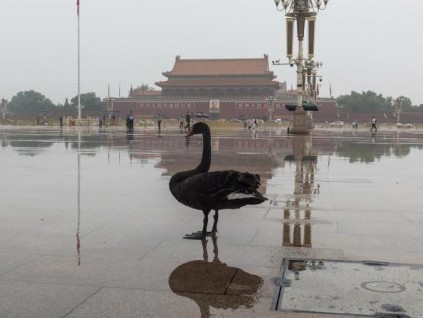 黑天鹅现身天安门广场中国网民讨论其寓意
