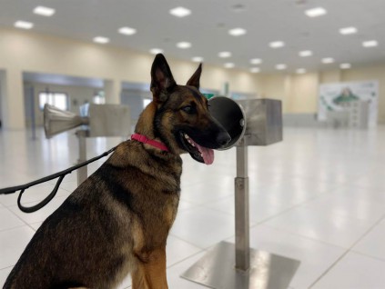 狗成迪拜机场新冠病毒快筛部队 准确率高达98.2％