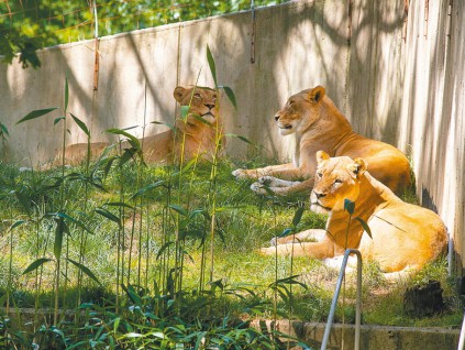 美国华盛顿国家动物园频染新冠 猫狗老虎最多