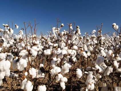 中国增加棉花进口配额 此前棉花价格创十年新高