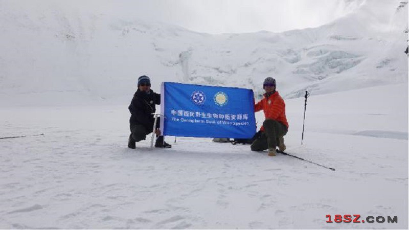 中国采集队在珠峰6200米地带采到植物种子