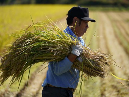 联合国粮农组织：9月粮食价格连续第二个月攀升