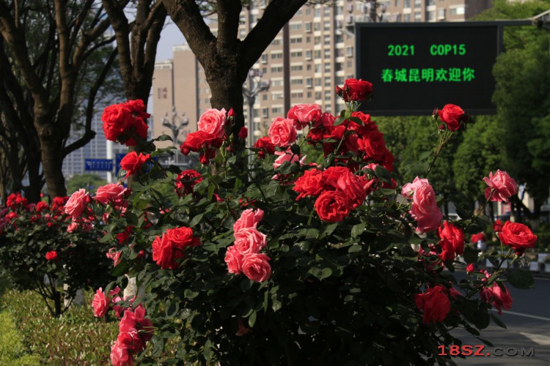 昆明生物多样性