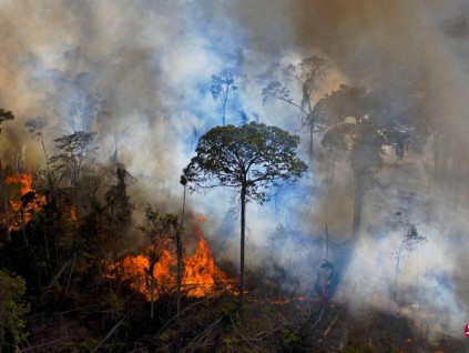 逾百位全球领导人发表联合声明 誓言2030年中止并扭转森林砍伐