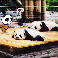 Panda Style