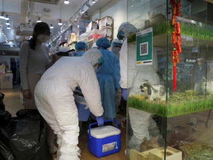 宠物店仓鼠验出新冠病毒 香港下令全面扑杀引争议
