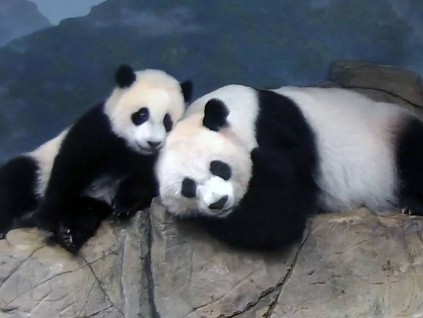 美国议员拟提出修法 不归还在美出生大熊猫