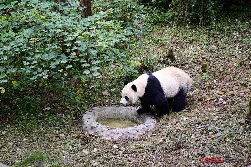 美国国家动物园大熊猫