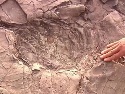 山东潍坊诸城市新发现罕见恐龙遗迹化石群