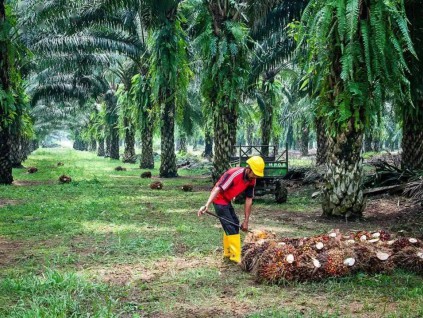 俄乌冲突影响植物油供应 马国拟借机向全球推广棕榈油