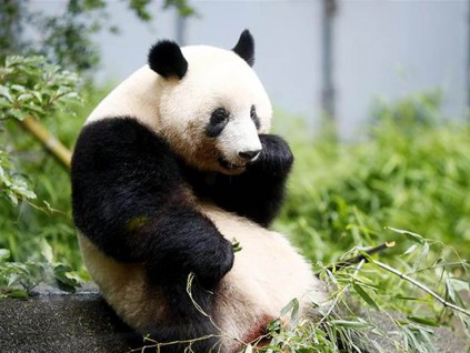 在日本出生的大猫熊香香归还中国日期第四次推迟