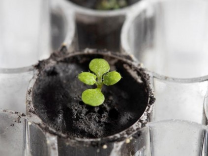 美国科学家首次用收集的月球土壤成功种出植物